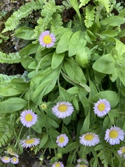 Erigeron oreganus