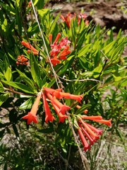 Bouvardia ternifolia