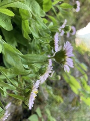 Erigeron oreganus