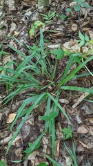 Carex laxiculmis