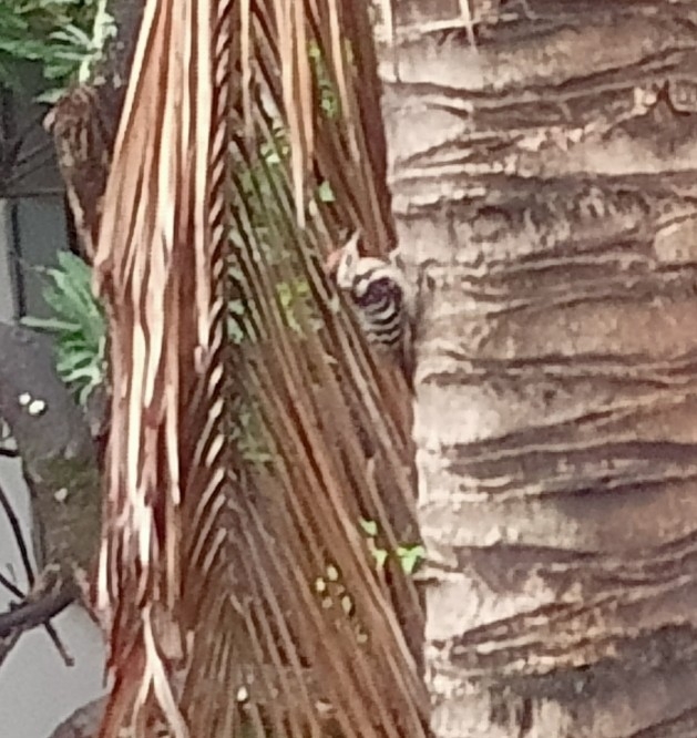 Fulvous-breasted Woodpecker