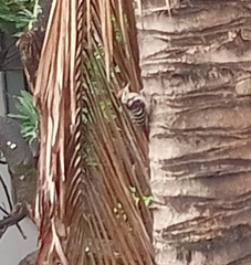 Dendrocopos macei