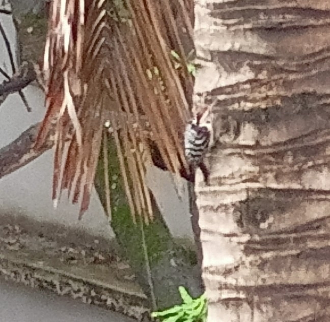 Fulvous-breasted Woodpecker