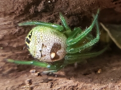 Bijoaraneus legonensis