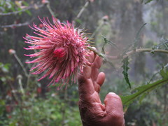 Cirsium subcoriaceum