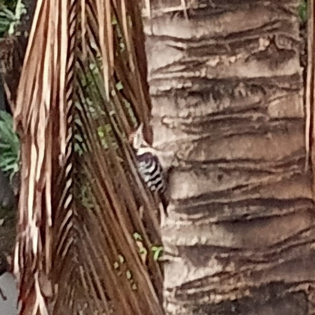 Fulvous-breasted Woodpecker