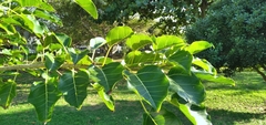 Ficus polita
