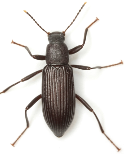 Strongylium tenuicolle (Say, 1826)