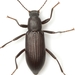 Slender-necked Darkling Beetle - Photo (c) Mike Quinn, Austin, TX, some rights reserved (CC BY-NC), uploaded by Mike Quinn, Austin, TX