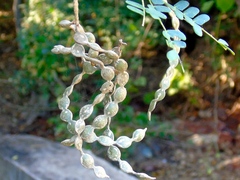 Piptadenia obliqua