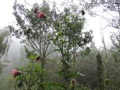 Cirsium subcoriaceum