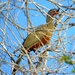 Rufous-bellied Chachalaca - Photo (c) Francisco Farriols Sarabia, some rights reserved (CC BY)