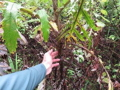 Cirsium subcoriaceum