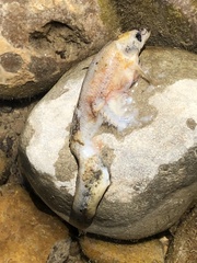 Catostomus