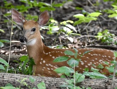Odocoileus virginianus