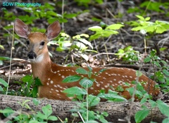Odocoileus virginianus