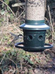 Periparus ater