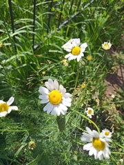 Tripleurospermum inodorum