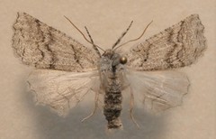 Declana niveata