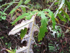 Cirsium subcoriaceum