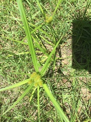Cyperus lancastriensis