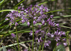 Allium campanulatum