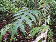 Cirsium subcoriaceum