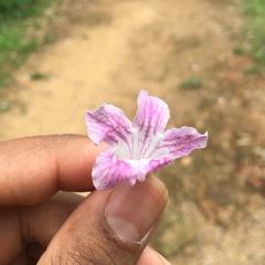 Podranea
