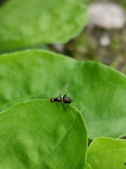 Nemopoda