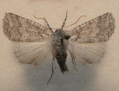 Declana niveata