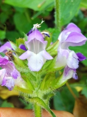 Prunella hastifolia