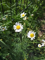 Tripleurospermum inodorum