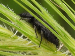 Enicopus