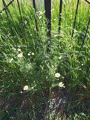 Tripleurospermum inodorum