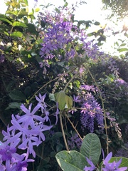 Petrea volubilis