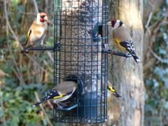 Carduelis carduelis