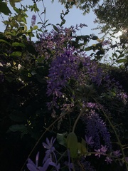 Petrea volubilis