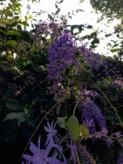 Petrea volubilis
