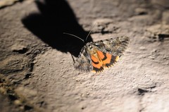 Catocala verrilliana