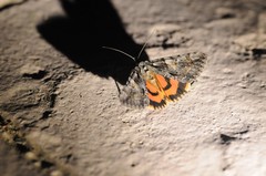 Catocala verrilliana