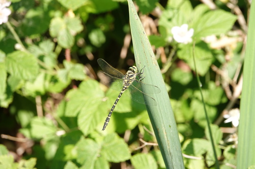Golden-ringed Dragonfly, Valkenswaard, Nederland, photo 7 of 10