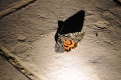 Catocala verrilliana