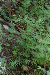 Galium laevigatum