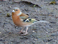 Fringilla coelebs