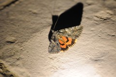 Catocala verrilliana