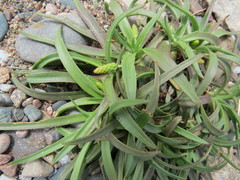 Plantago maritima juncoides