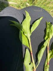 Persicaria cespitosum