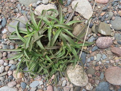 Plantago maritima juncoides