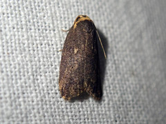 Eugoa tineoides