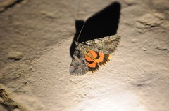 Catocala verrilliana